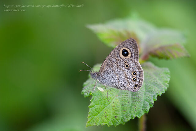 Ypthima baldus newboldi