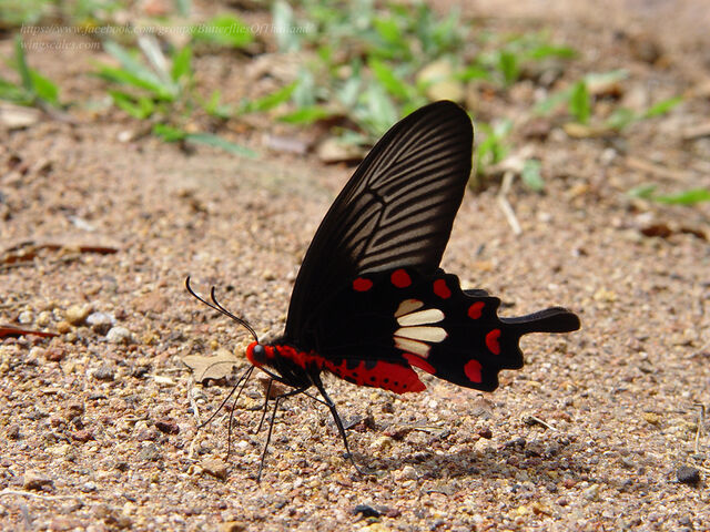 Pachliopta aristolochiae goniopeltis