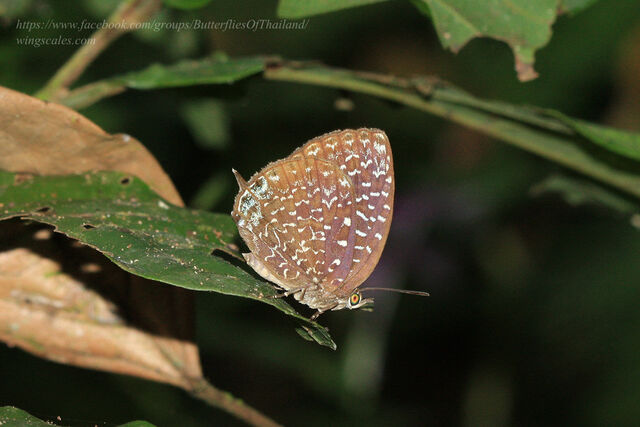 Arhopala democritus democritus
