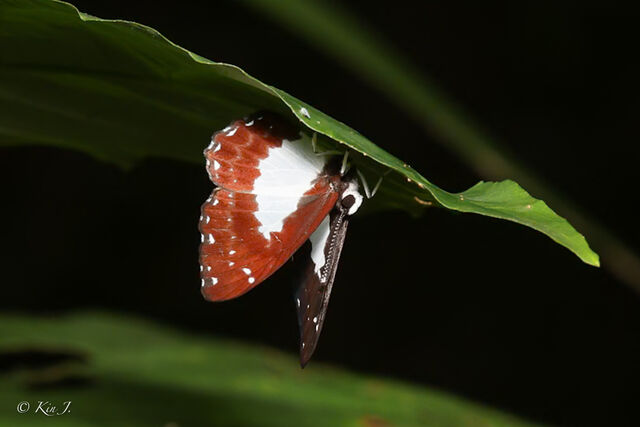 Stiboges nymphidia nymphidia