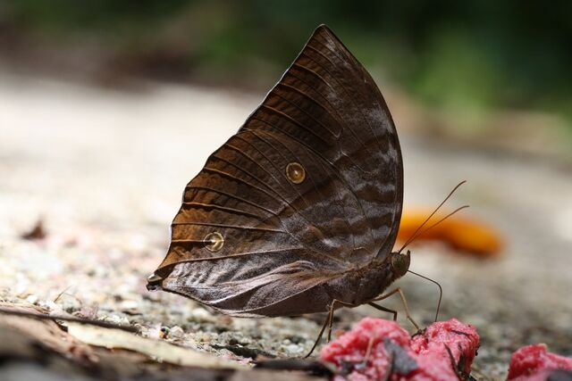 Zeuxidia amethystus amethystus