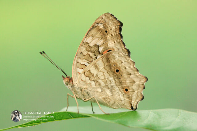 Junonia lemonias lemonias