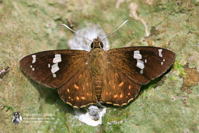 Celaenorrhinus patula