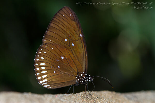 Euploea modesta modesta