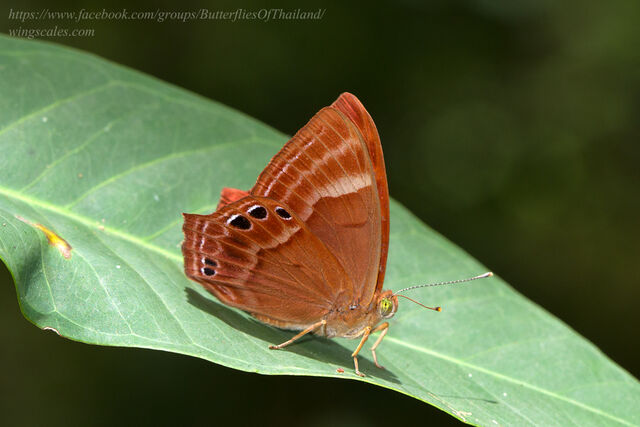 Abisara bifasciata angulata