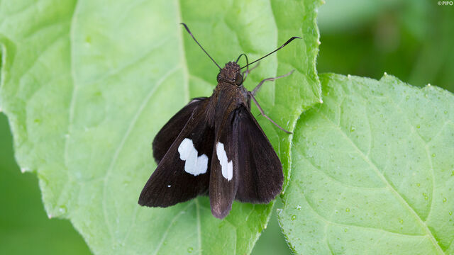 Ancistroides paralysos asawa