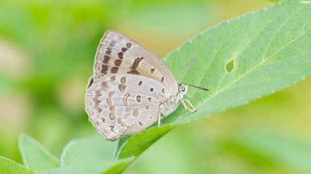 Arhopala aeeta