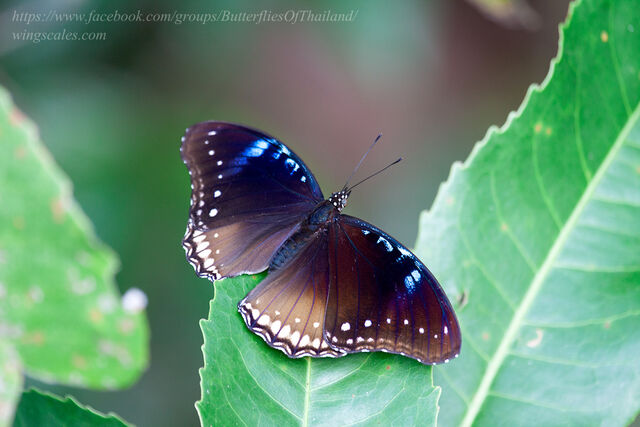 Hypolimnas bolina jacintha