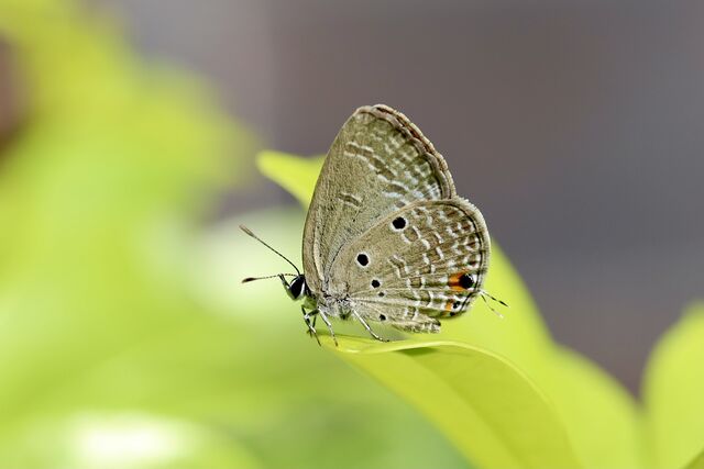 Luthrodes pandava pandava