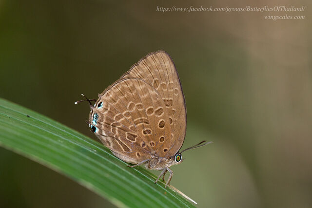 Arhopala aedias agnis