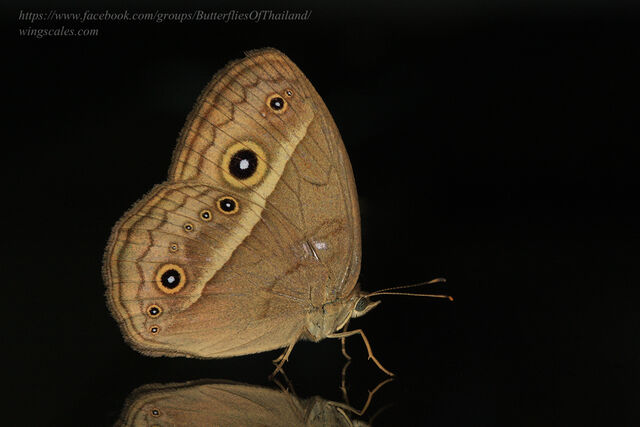 Mycalesis gotama charaka