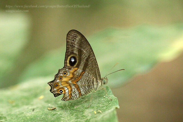 Erites angularis angularis