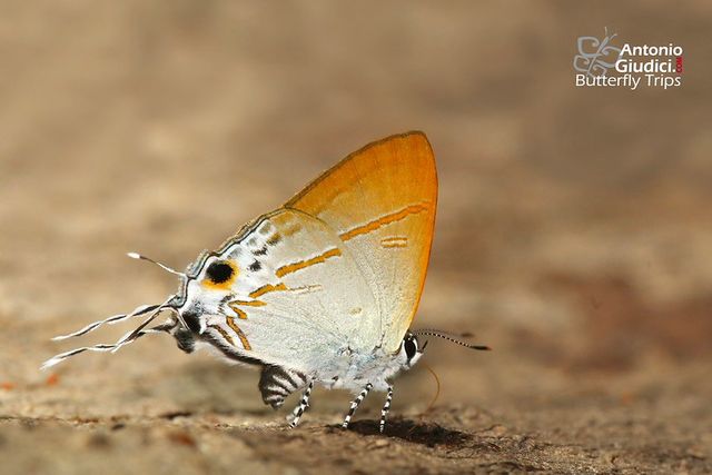 Hypolycaena merguia merguia