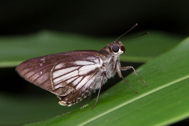 Unkana ambasa attina