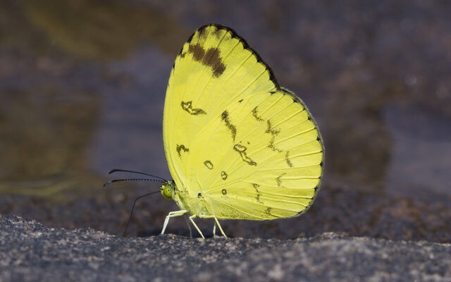 Eurema andersonii sadanobui