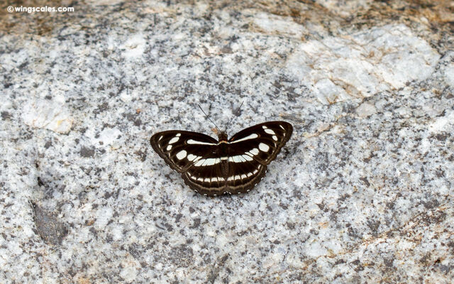 Athyma pravara helma