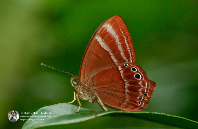 Abisara saturata meta