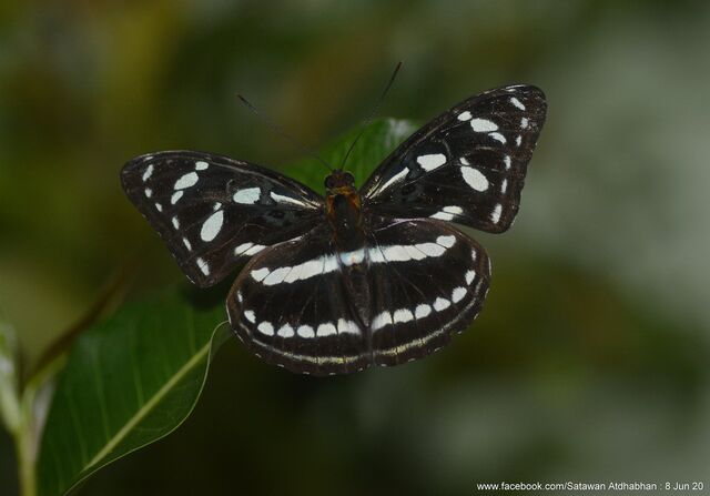 Athyma clerica clerica