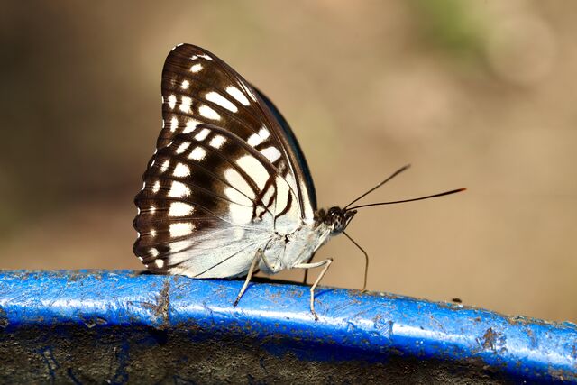 Athyma ranga obsolescens