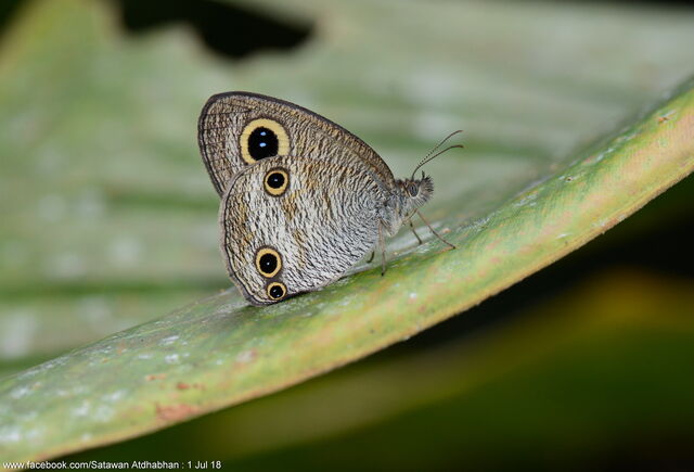 Ypthima pandocus corticaria