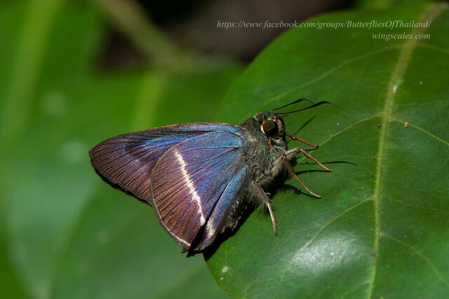 Hasora malayana malayana