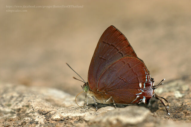 Remelana jangala ravata