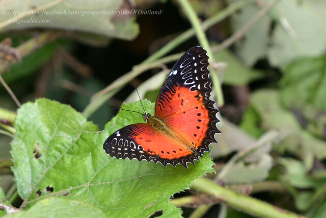 Cethosia biblis biblis