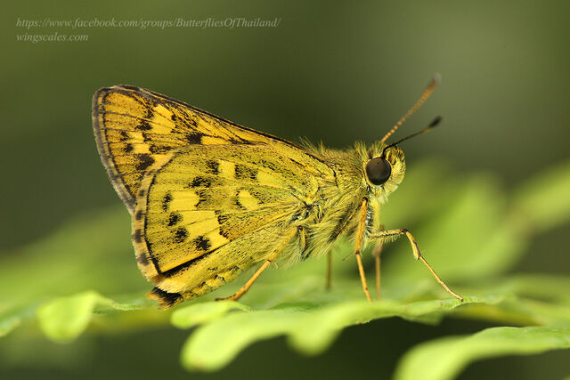 Potanthus trachala tytleri