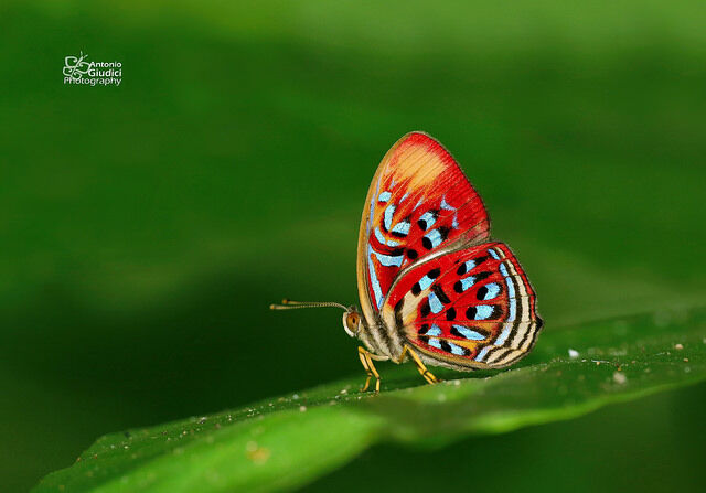 Paralaxita telesia lyclene