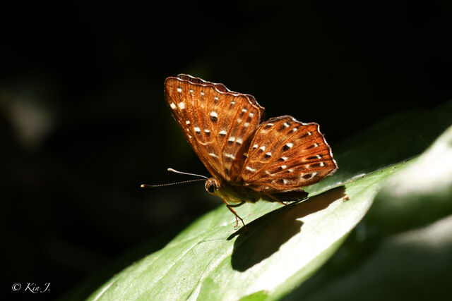 Zemeros flegyas allica