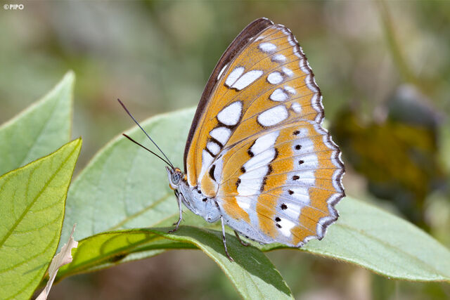 Athyma perius perius