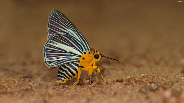 Burara gomata gomata