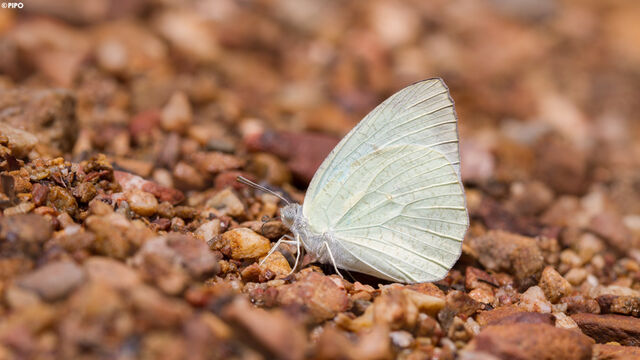 Catopsilia pyranthe pyranthe