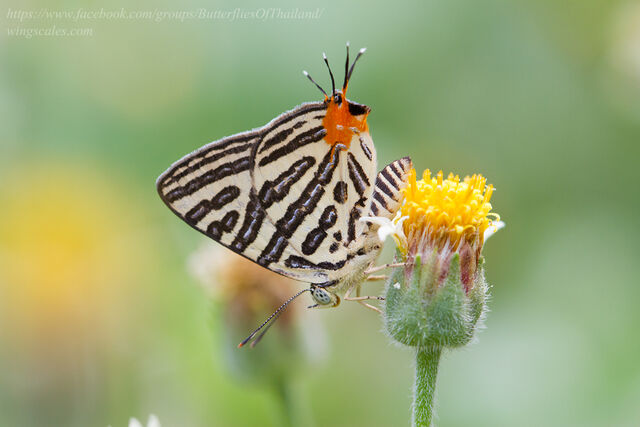 Spindasis syama peguanus