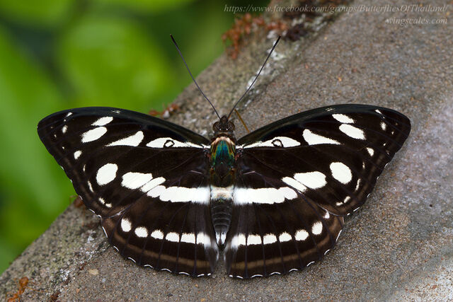 Tacola larymna siamensis