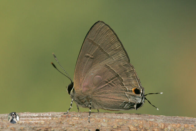 Rapala manea schistacea