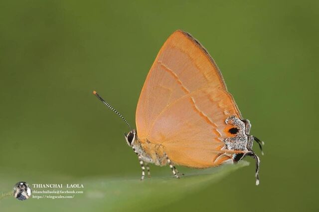 Tajuria yajna ellisi