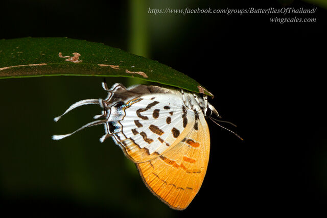 Drupadia ravindra boisduvalii