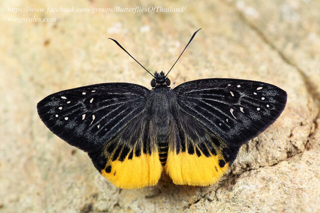 Mooreana trichoneura pralaya