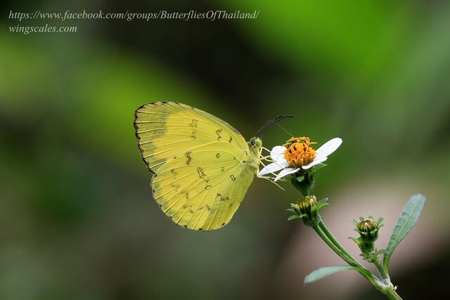 Eurema simulatrix sarinoides
