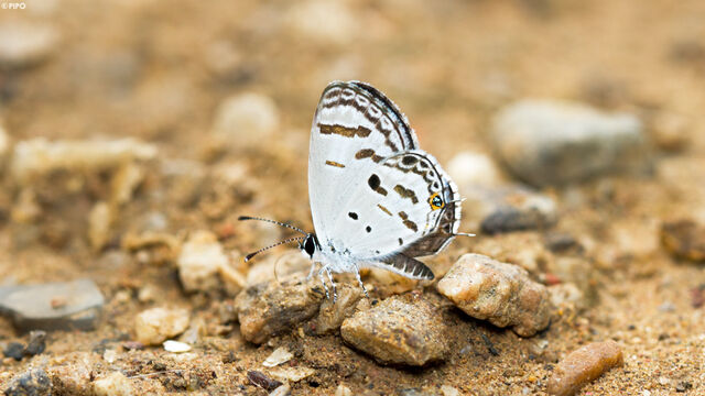 Shijimia potanini umbriel