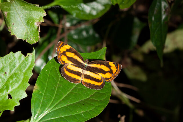 Pantoporia hordonia hordonia