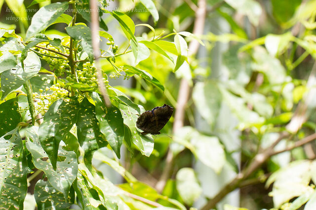 Laringa castelnaui castelnaui