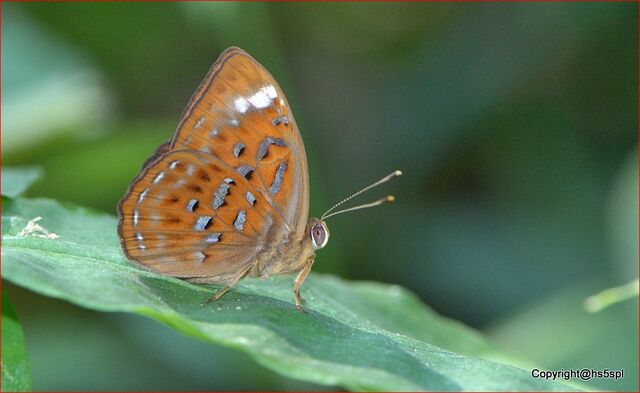 Taxila haquinus fasciata