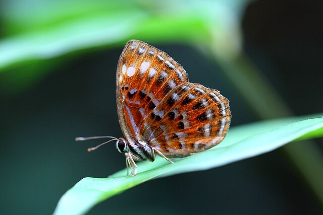 Laxita thuisto thuisto