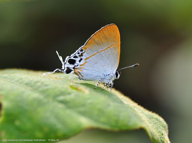 Hypolycaena amabilis lisba
