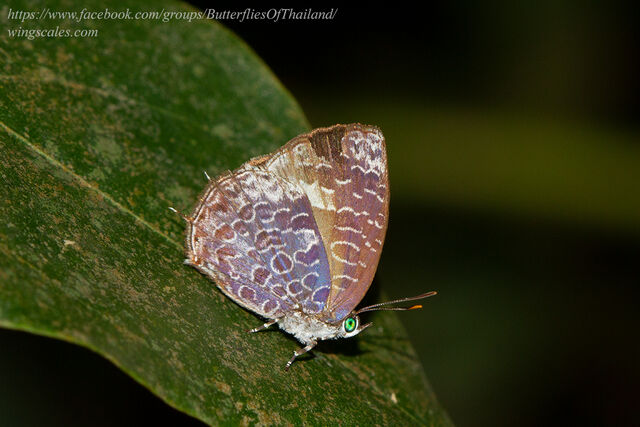 Arhopala ammonides ammonides