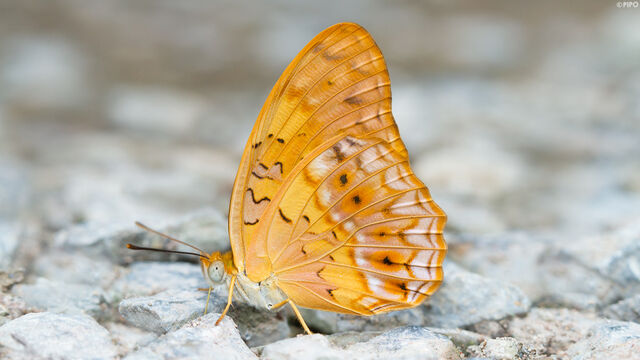 Phalanta phalantha phalantha