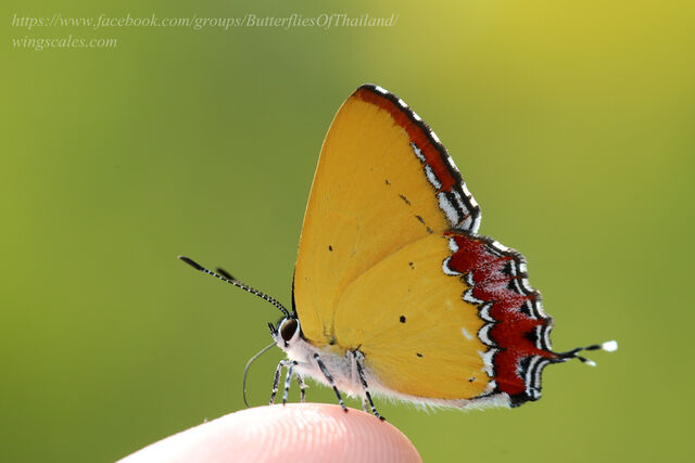 Heliophorus epicles latilimbata