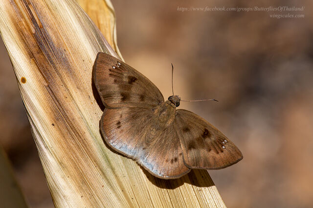 Tagiades gana meetana